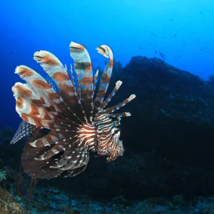 vacancesguadeloupe__lionfish-fish-on-coral-reef-with-scuba-divers-in-b-2026-01-09-13-59-59-utc