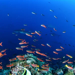 vacancesguadeloupe__scuba-diving-in-galapagos-islands-features-sharks-2026-01-11-10-54-25-utc